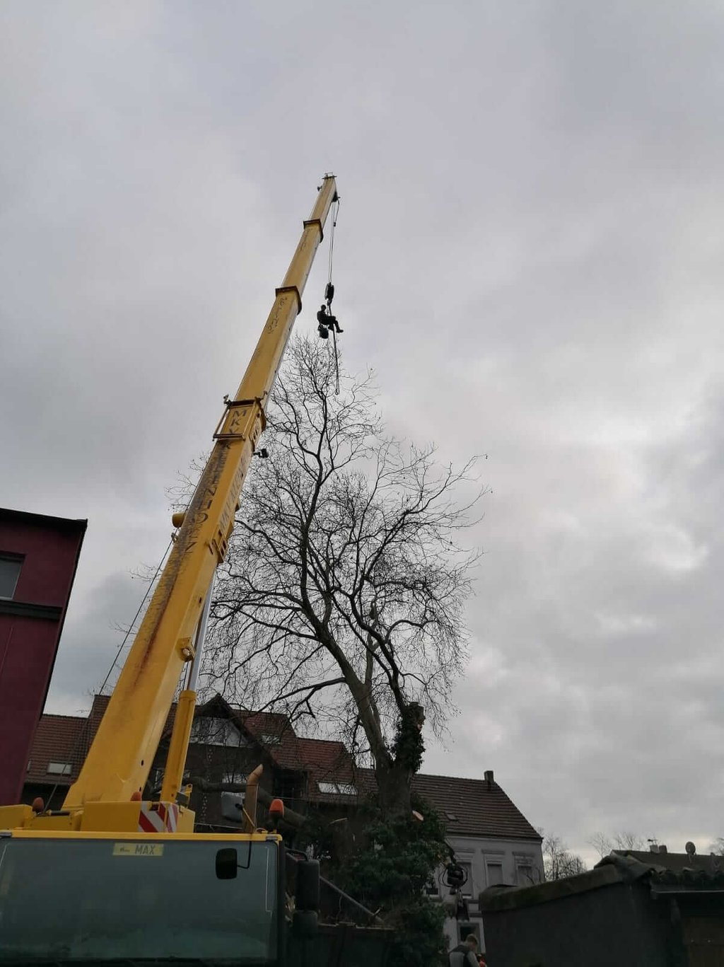 Yellow mobile crane lifting an arborist to perform tree removal in a residential area.