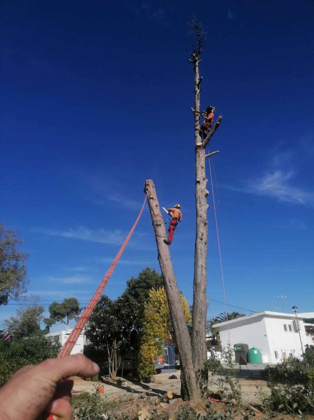 Arborists performing dangerous tree removal and pruning services. in Lagos, Algarve