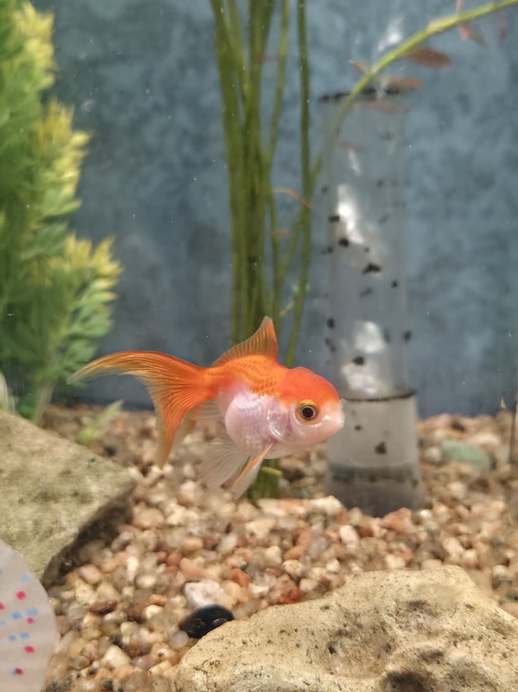 oranda