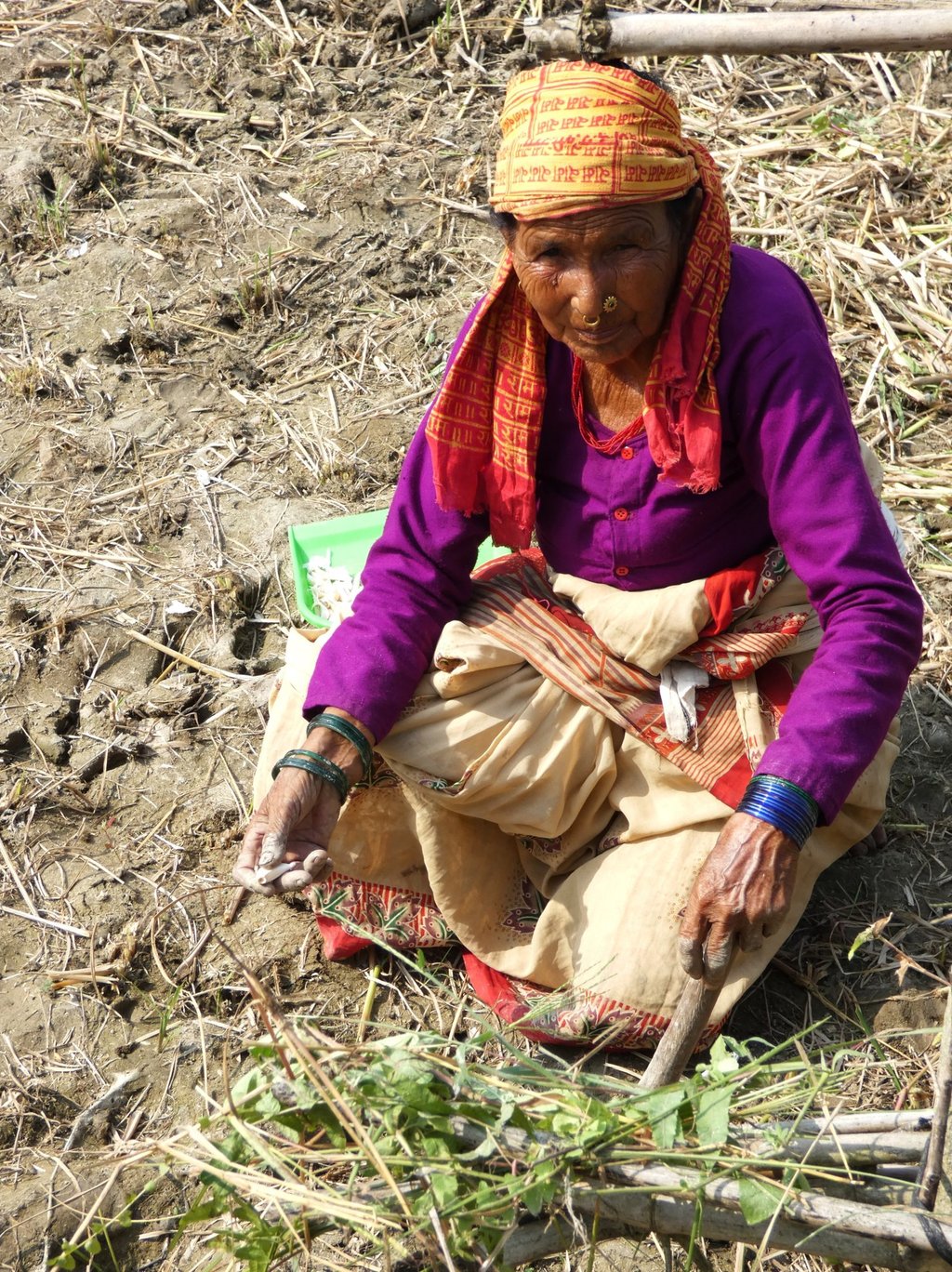 femme plantant des gousses d'ail