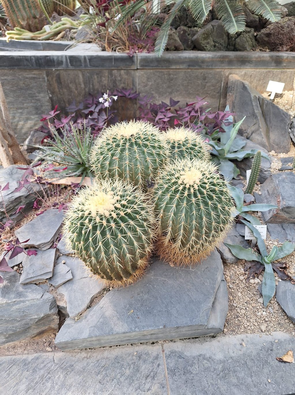 four Barrel Cacti with yellow spines