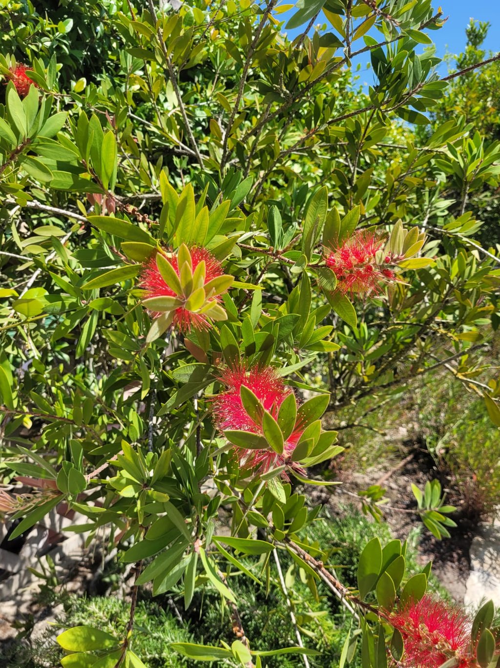 leafy Bottlebrush bush with red flowers in full sun