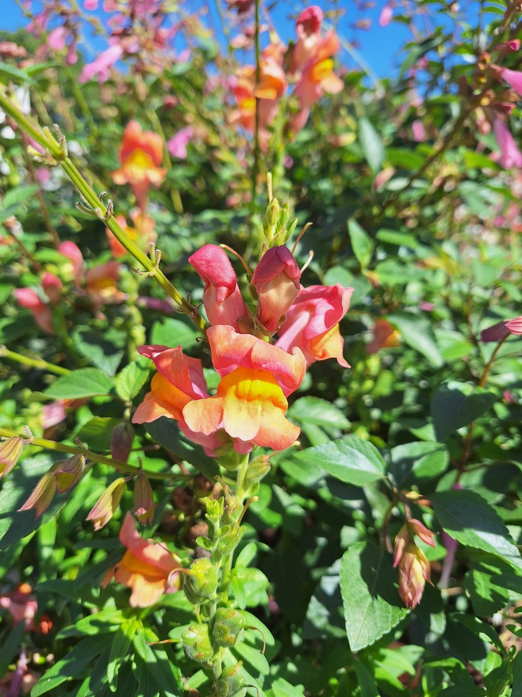 a Snapdragon thriller plant in sun