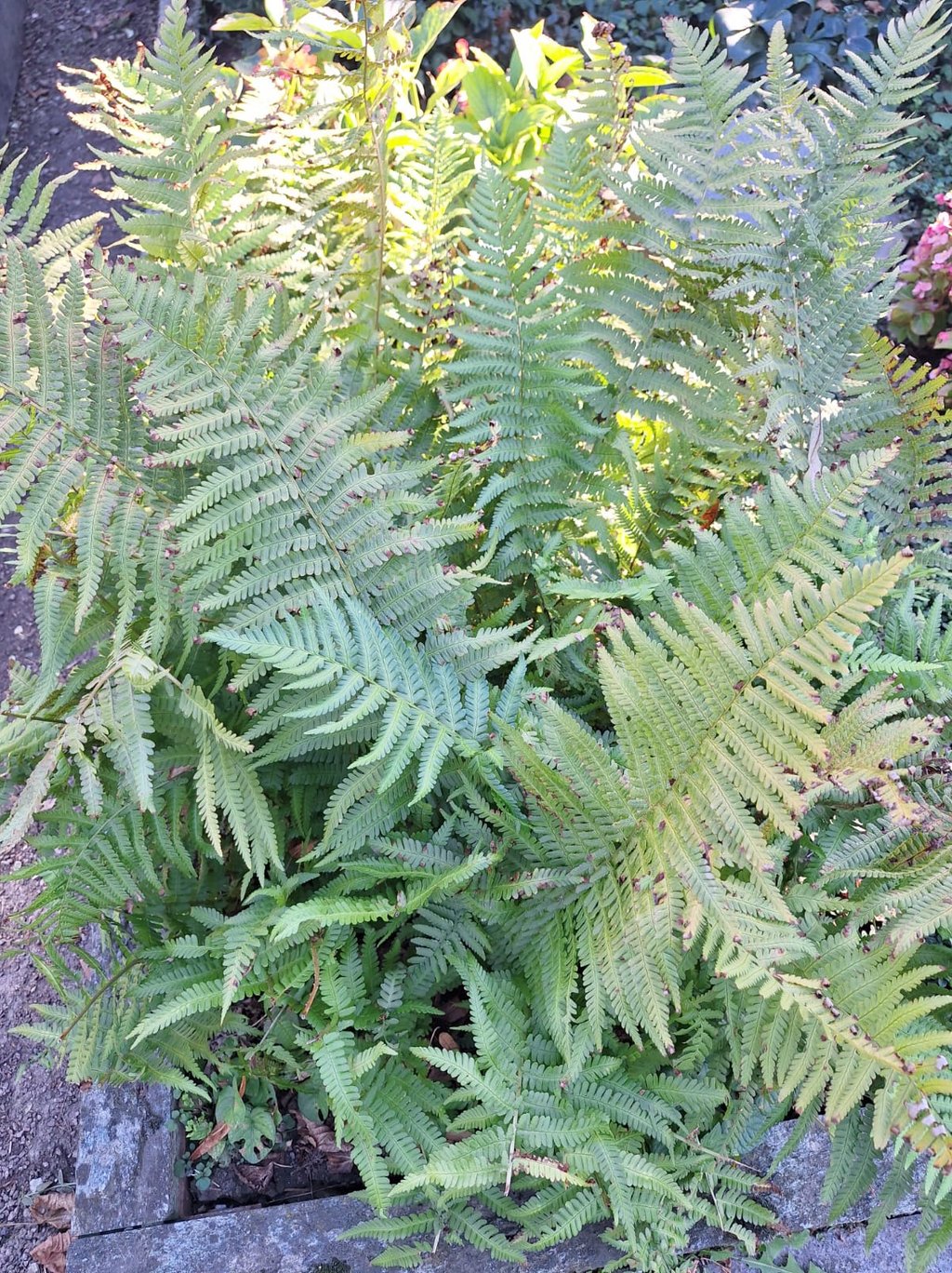 a leafy garden plant called Fern with very small leaves