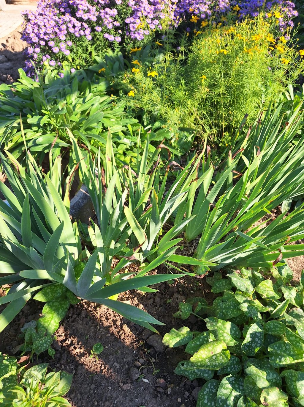 multiple low growing evergreen Yucca shrubs