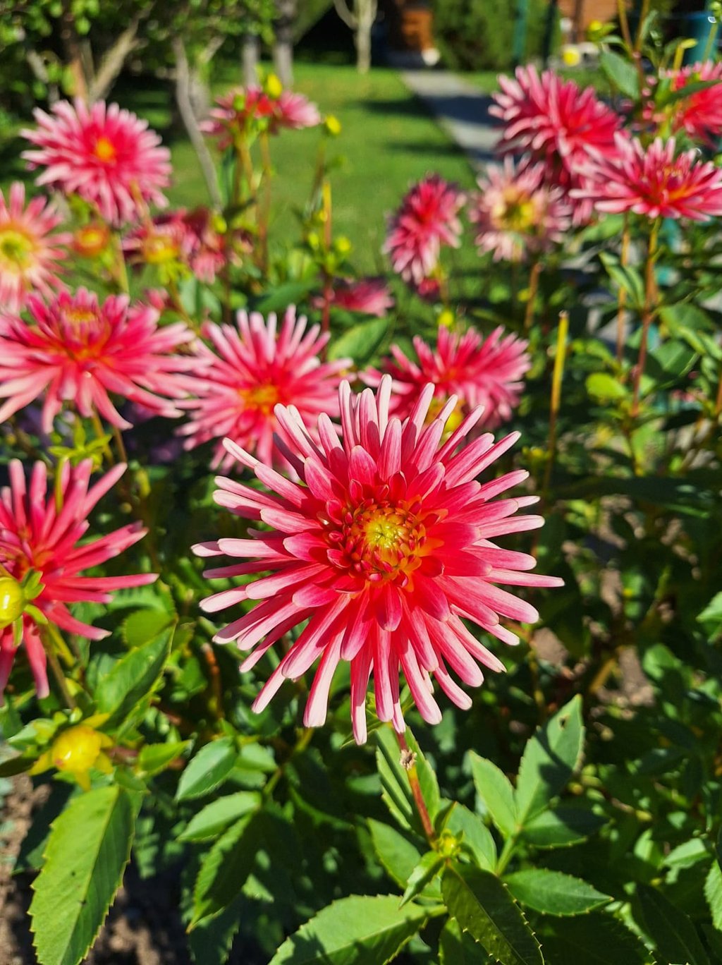 beautiful red-white Dahlia blooms on a bush