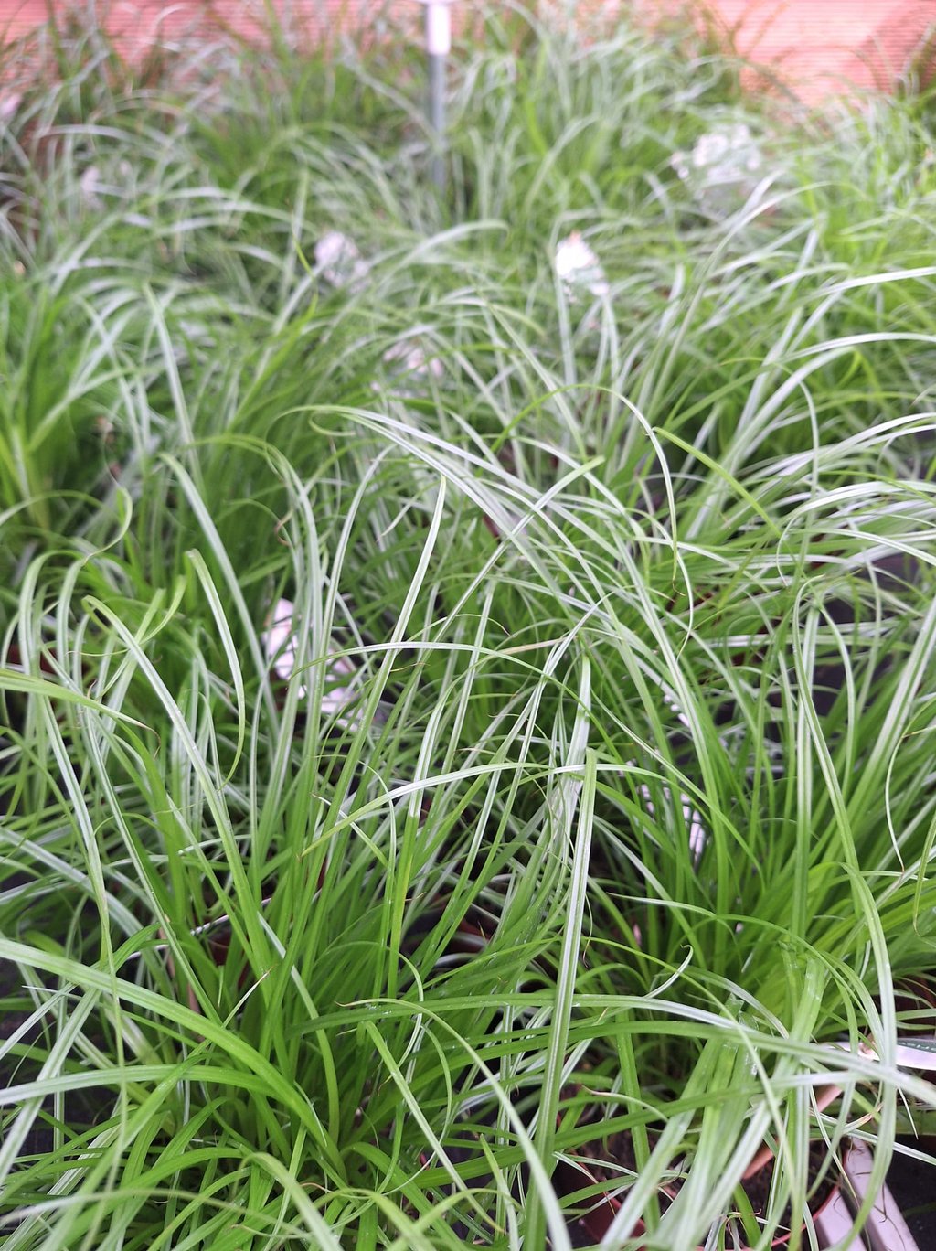 a bunch of green Mondo Grass covering the ground