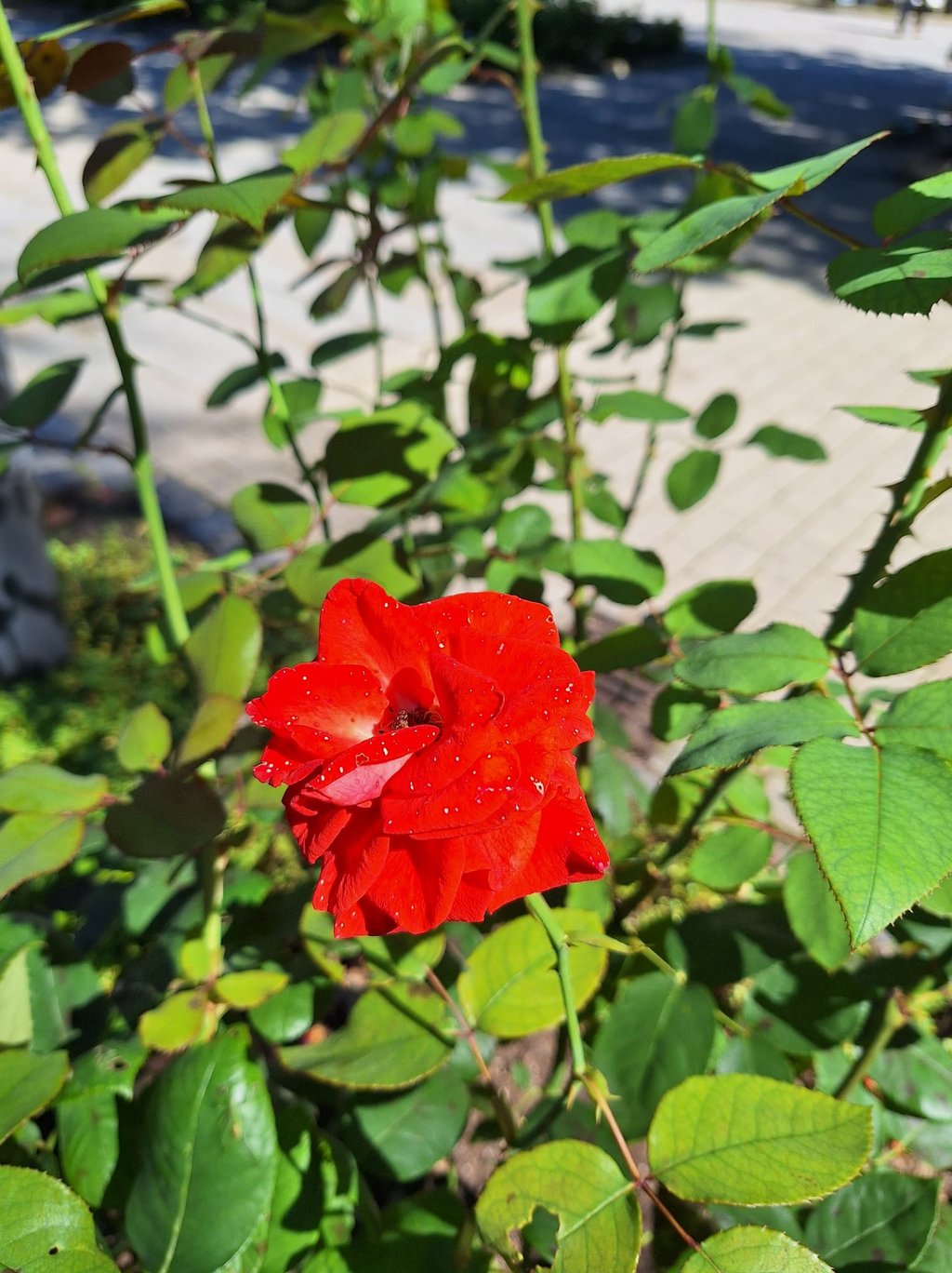 a leafy Rose bush with one red Rose in full sun