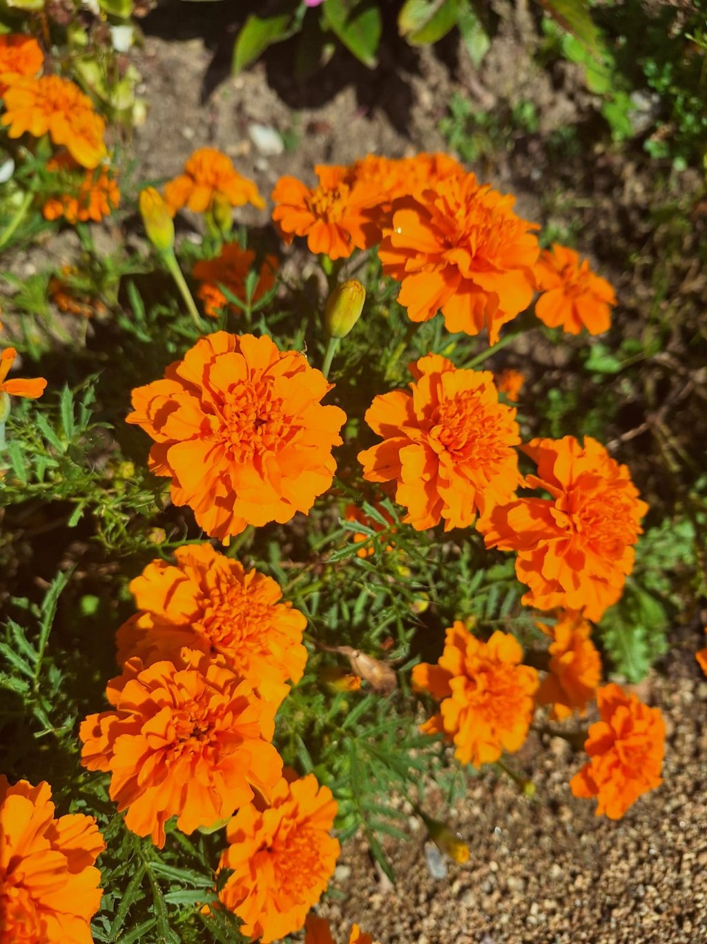 multiple colorful Marigolds in a raised garden bed
