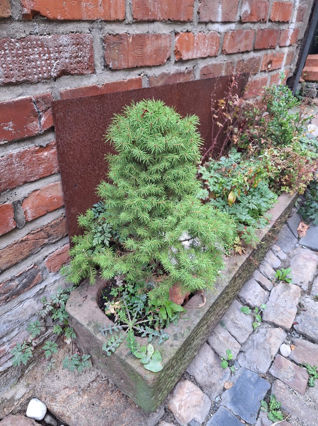 one slow growing Dwarf Alberta Spruce in a planter 