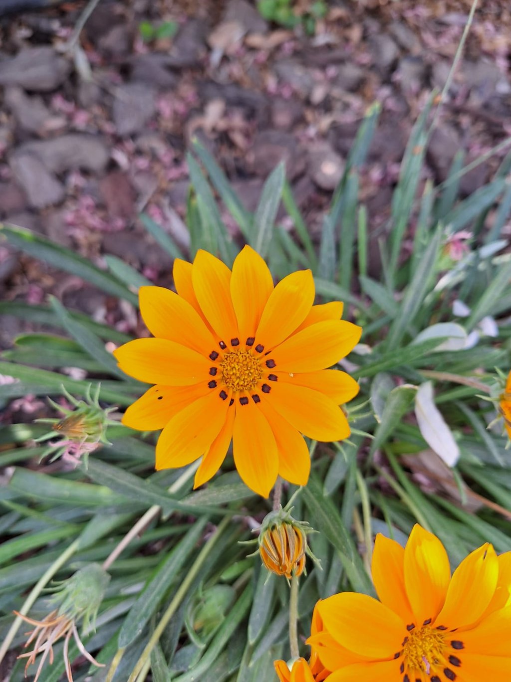 a orange Treasure Flower