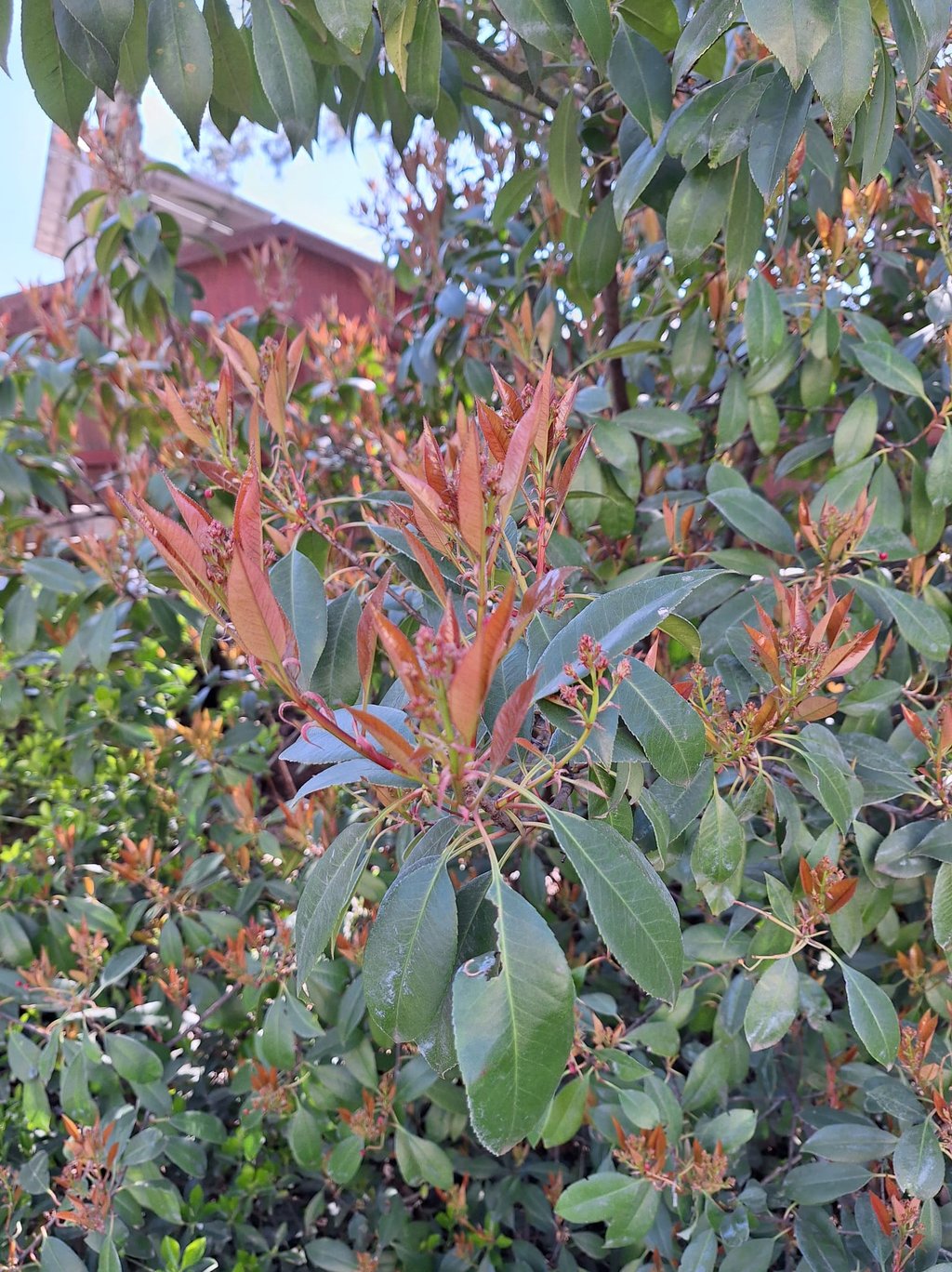 a tall Dwarf Nandina bush with red new growth