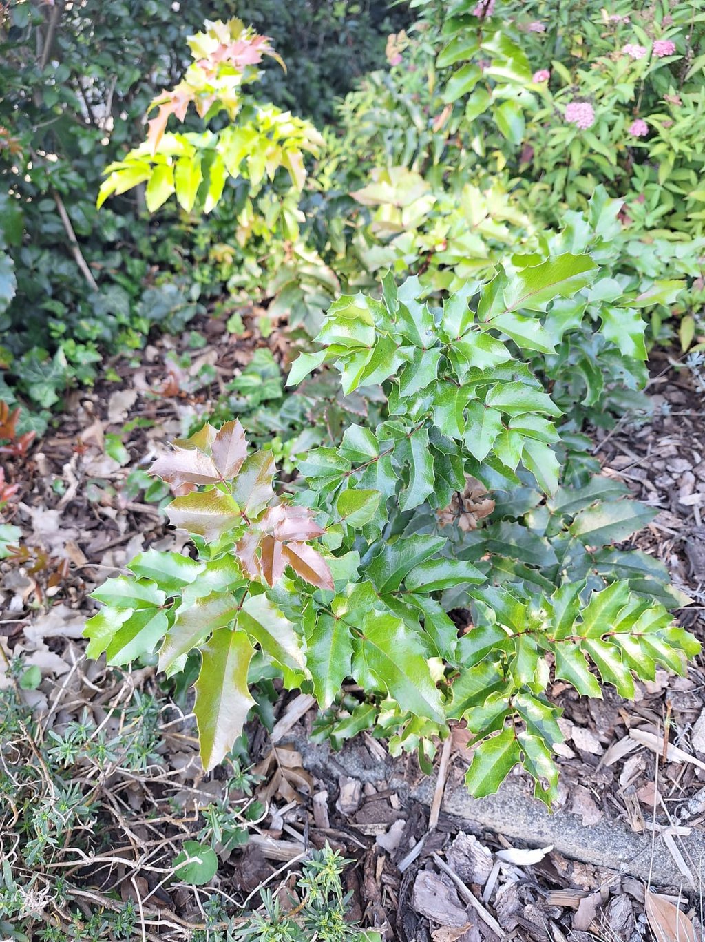 green Holly bushes with spiny leaves