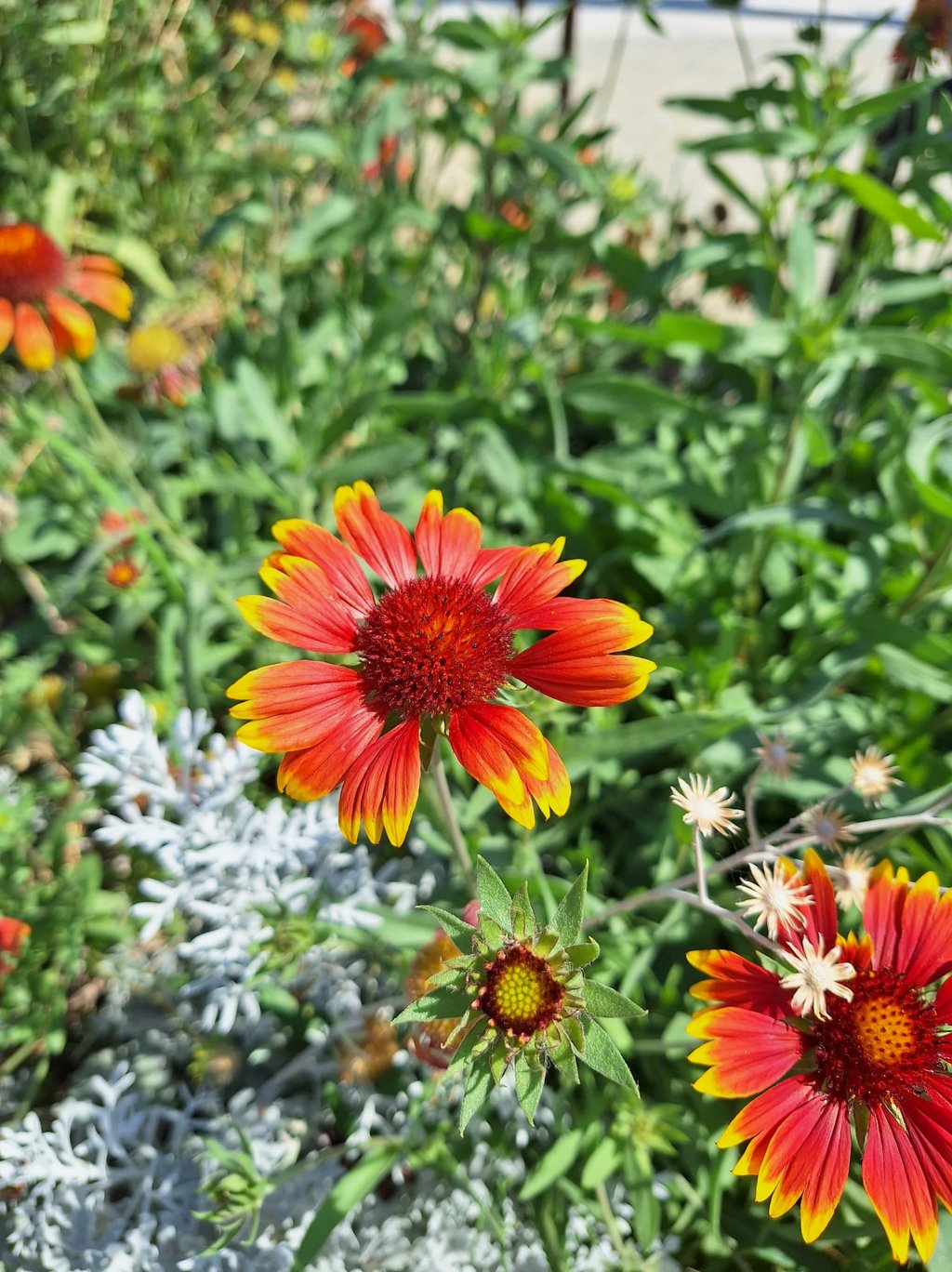 one red Gaillardia flower in a dry full sun garden