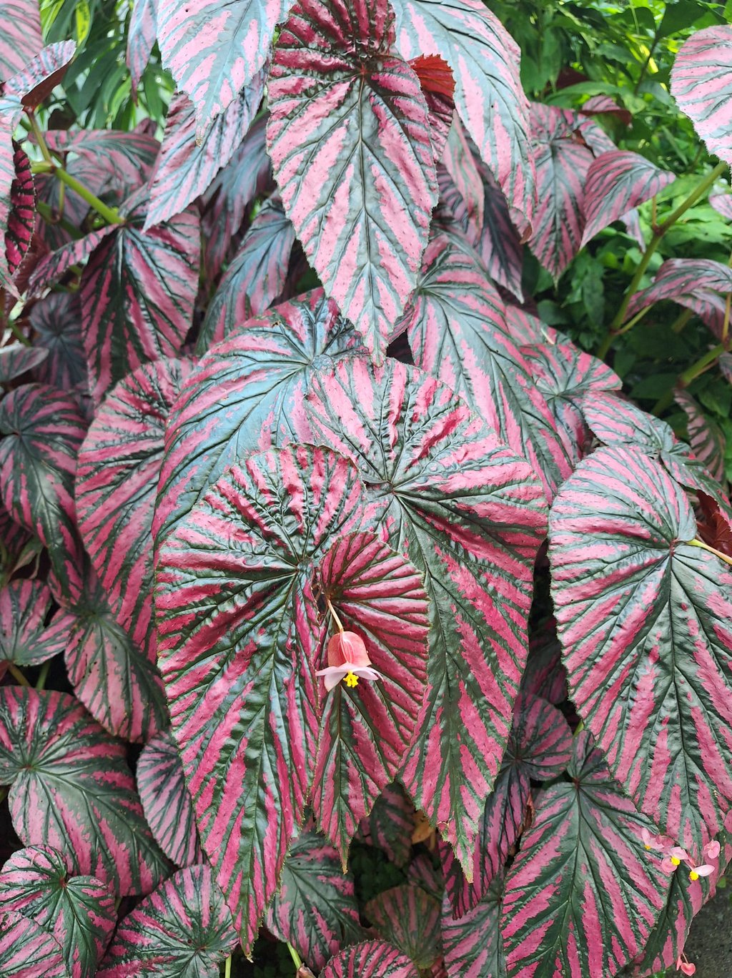 a colorful Begonias Plant with big leaves in shade
