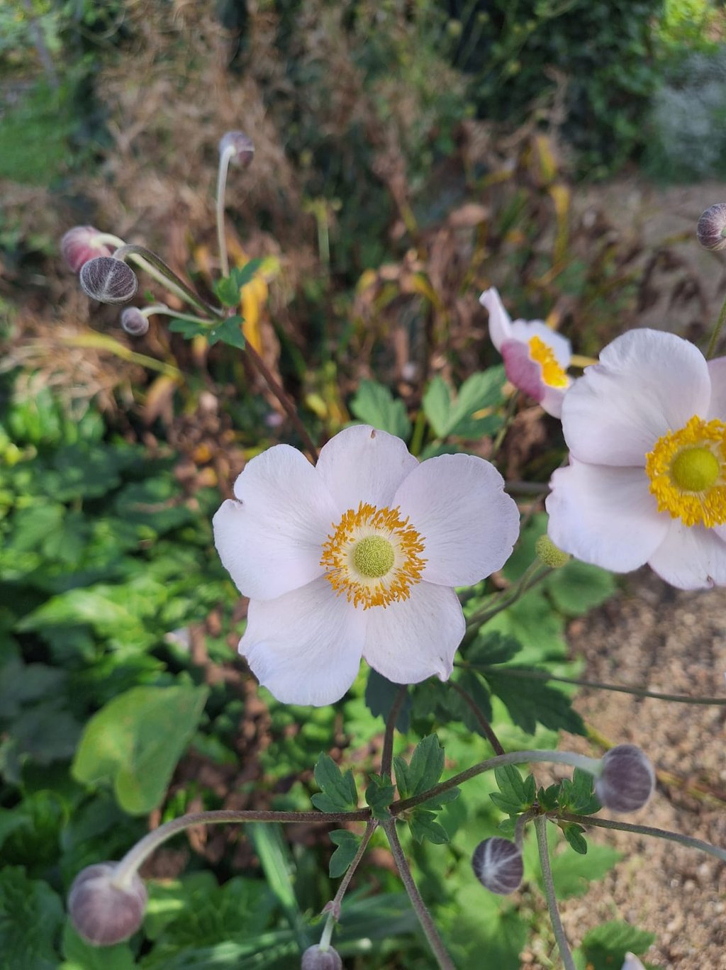 white Rockrose flowers in a dry and shady garden