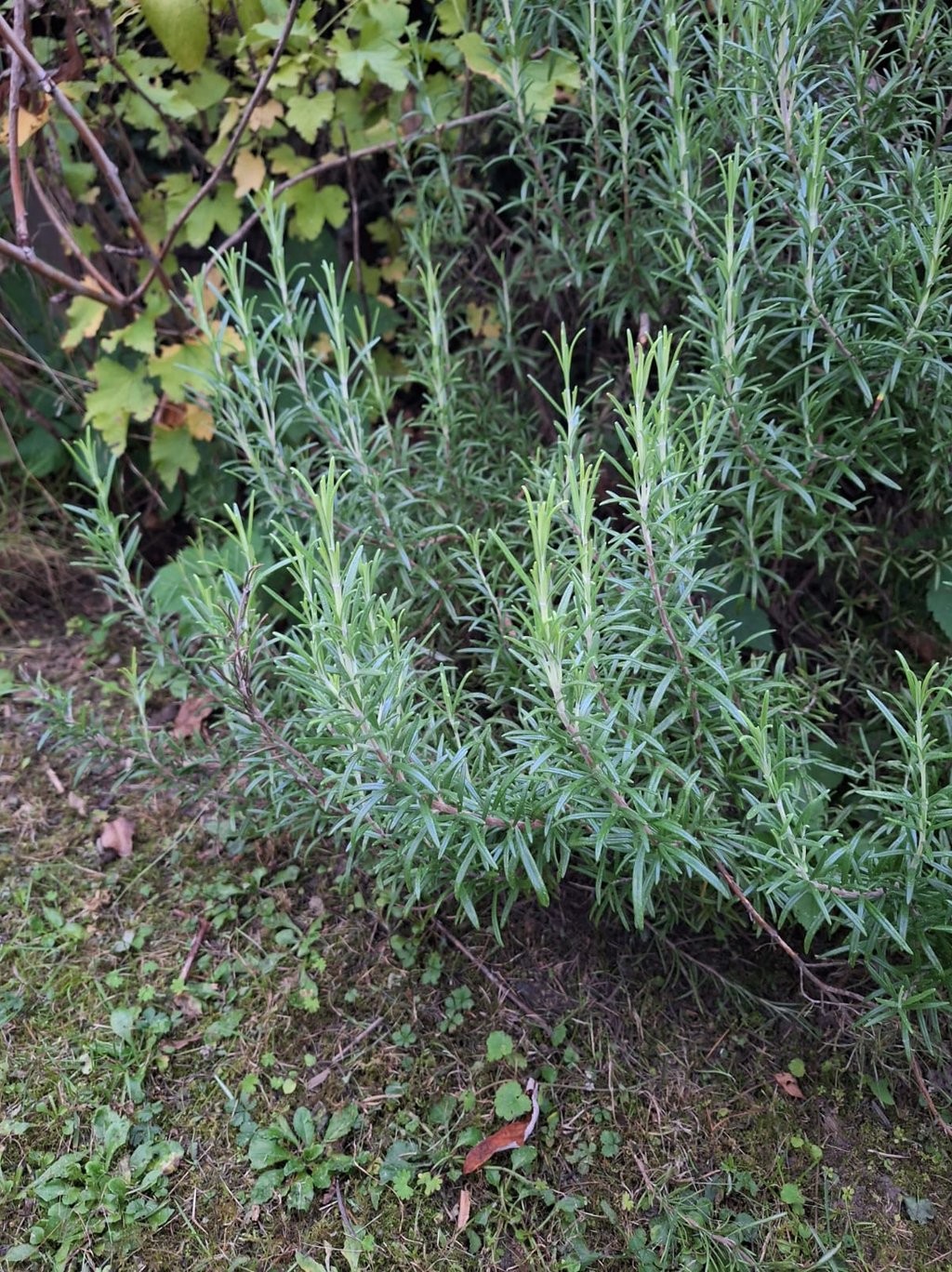grass growing next to an evegreen Rosemary bush