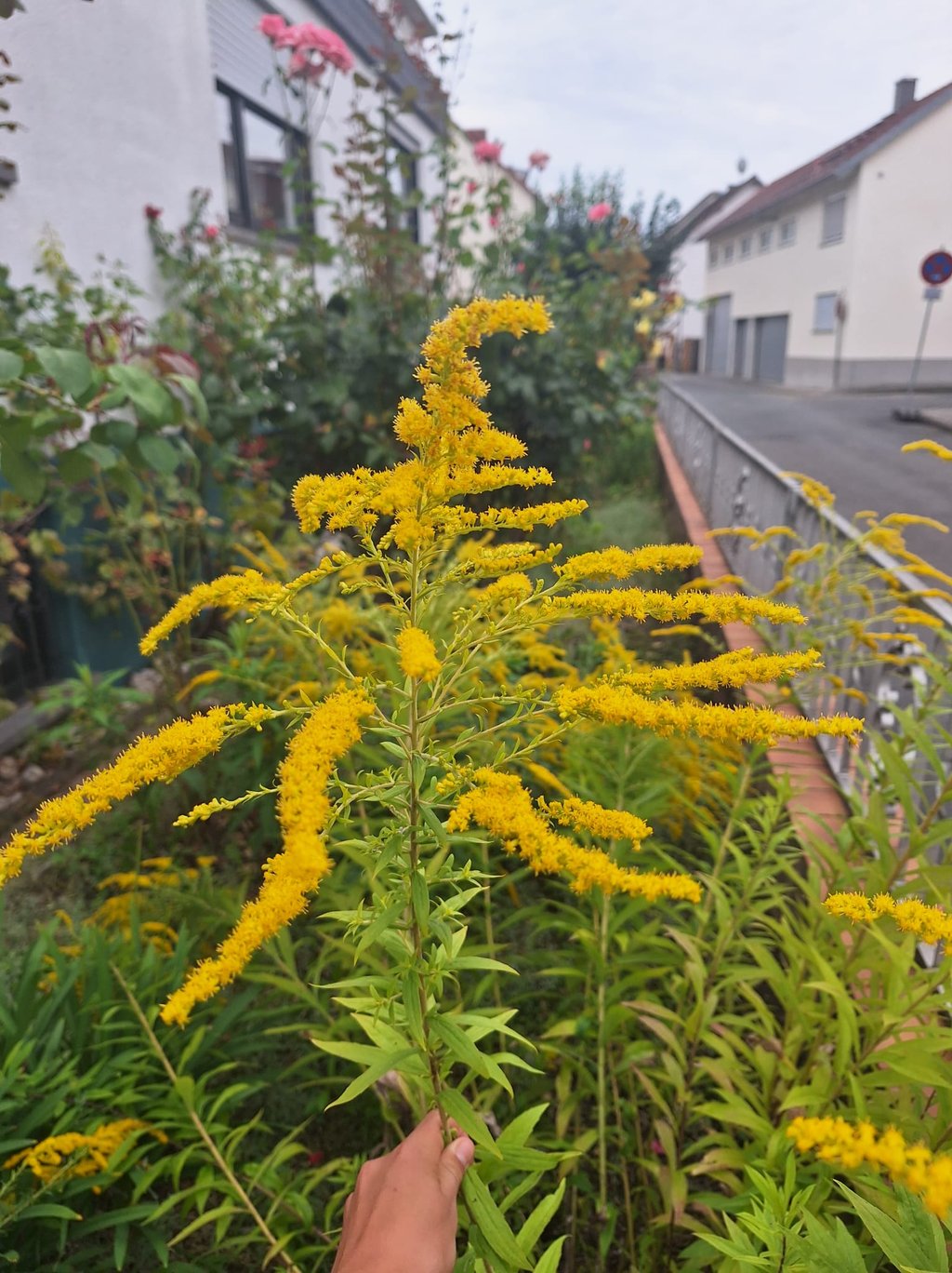 multiple yellow Goldenrod flowering stems