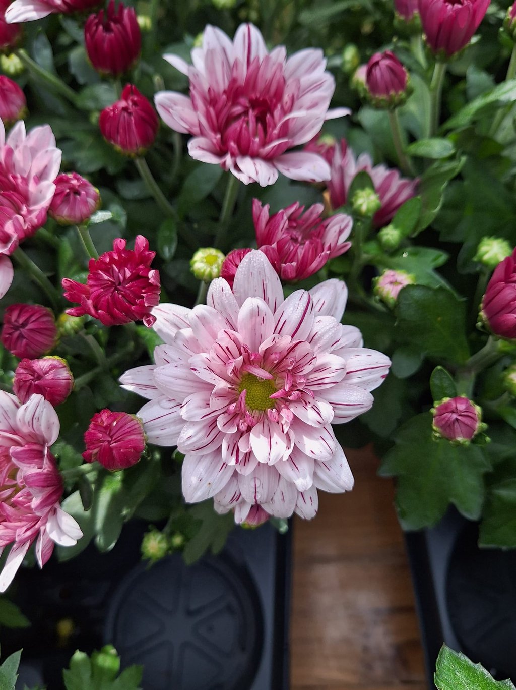 one white-pink Chrysanthemum flower in a pod
