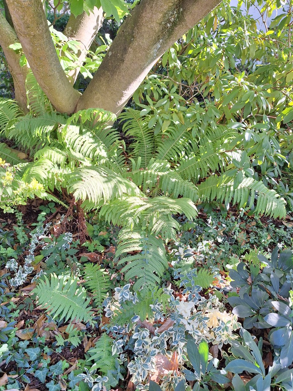 multiple green Fern stems with a bunch of tiny leaves