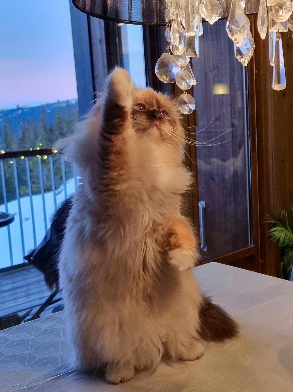 Sjokolademasket Hellig Birma leker