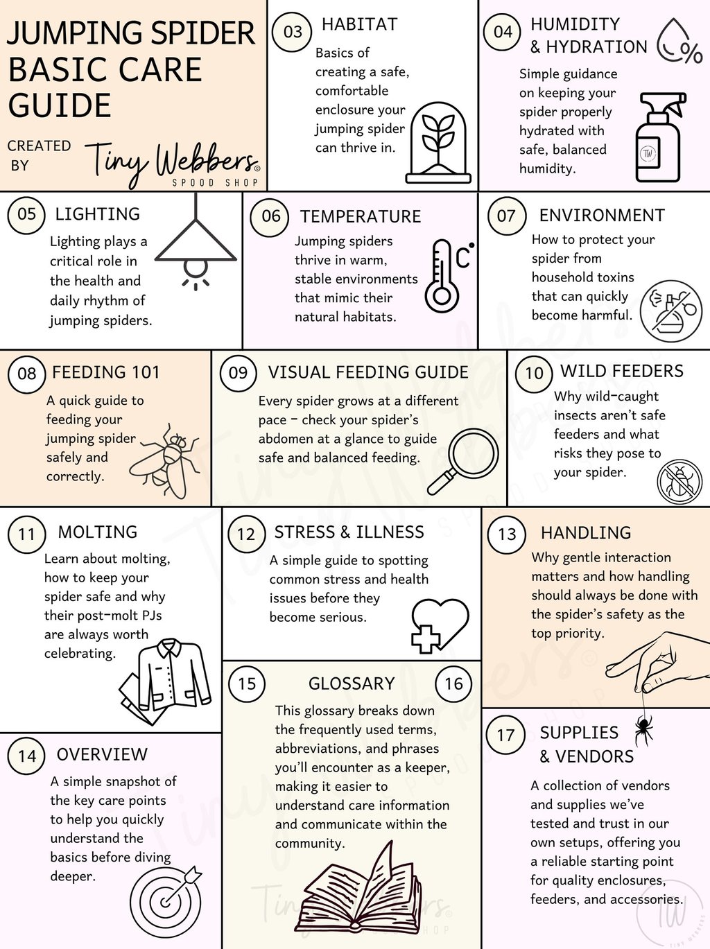 Intro to jumping spider care guide