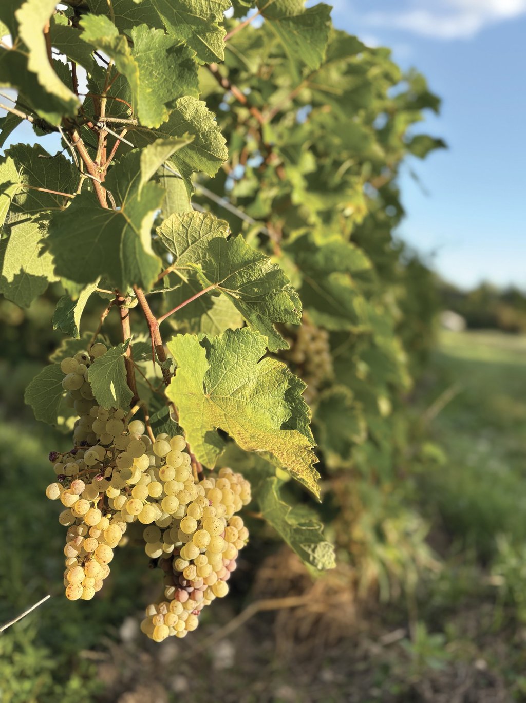 Chenin Amboise Montlouis vendanges  closerie de chanteloup