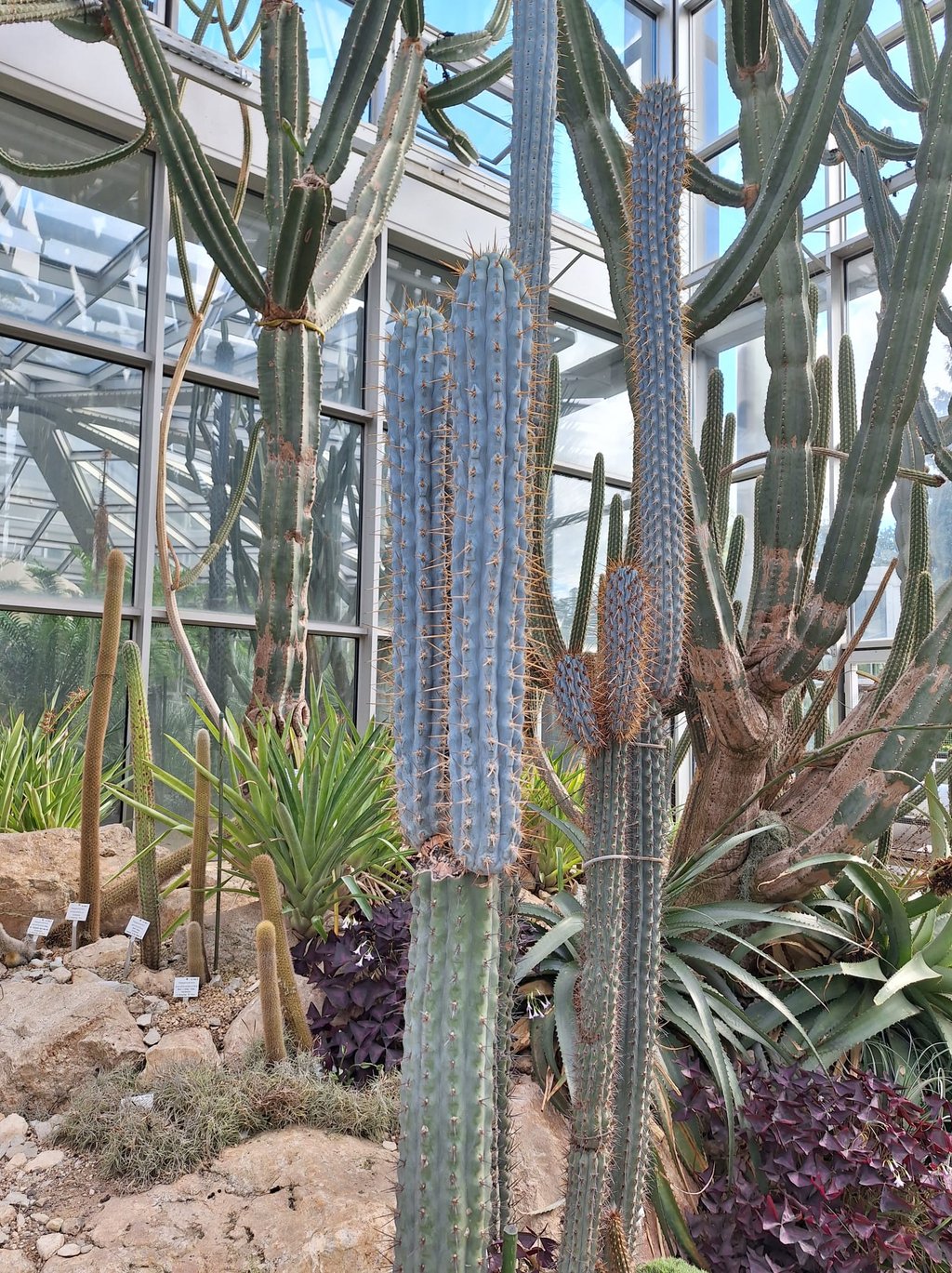 two tall Browningia Hertlingiana cacti in a glashouse