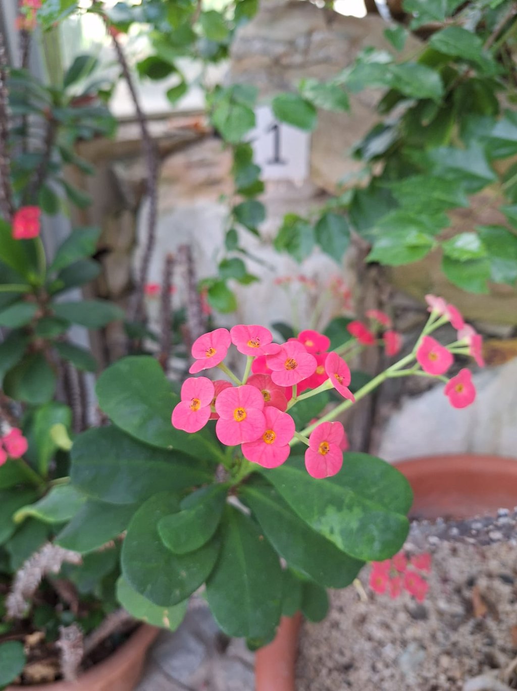many pink Crown of Thorns blossoms