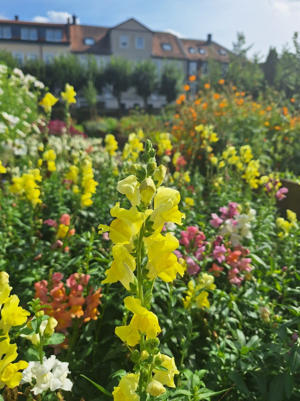 a Chinese Snapdragon blooming in a field of flowers