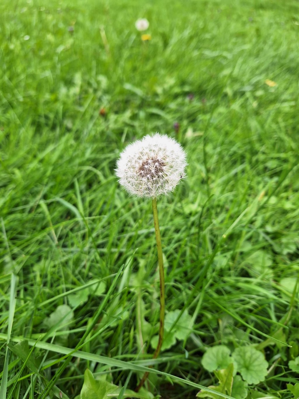 One Taraxacum weed in a meadow
