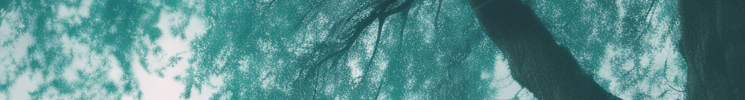 An image of a section of a tree with a blue hue