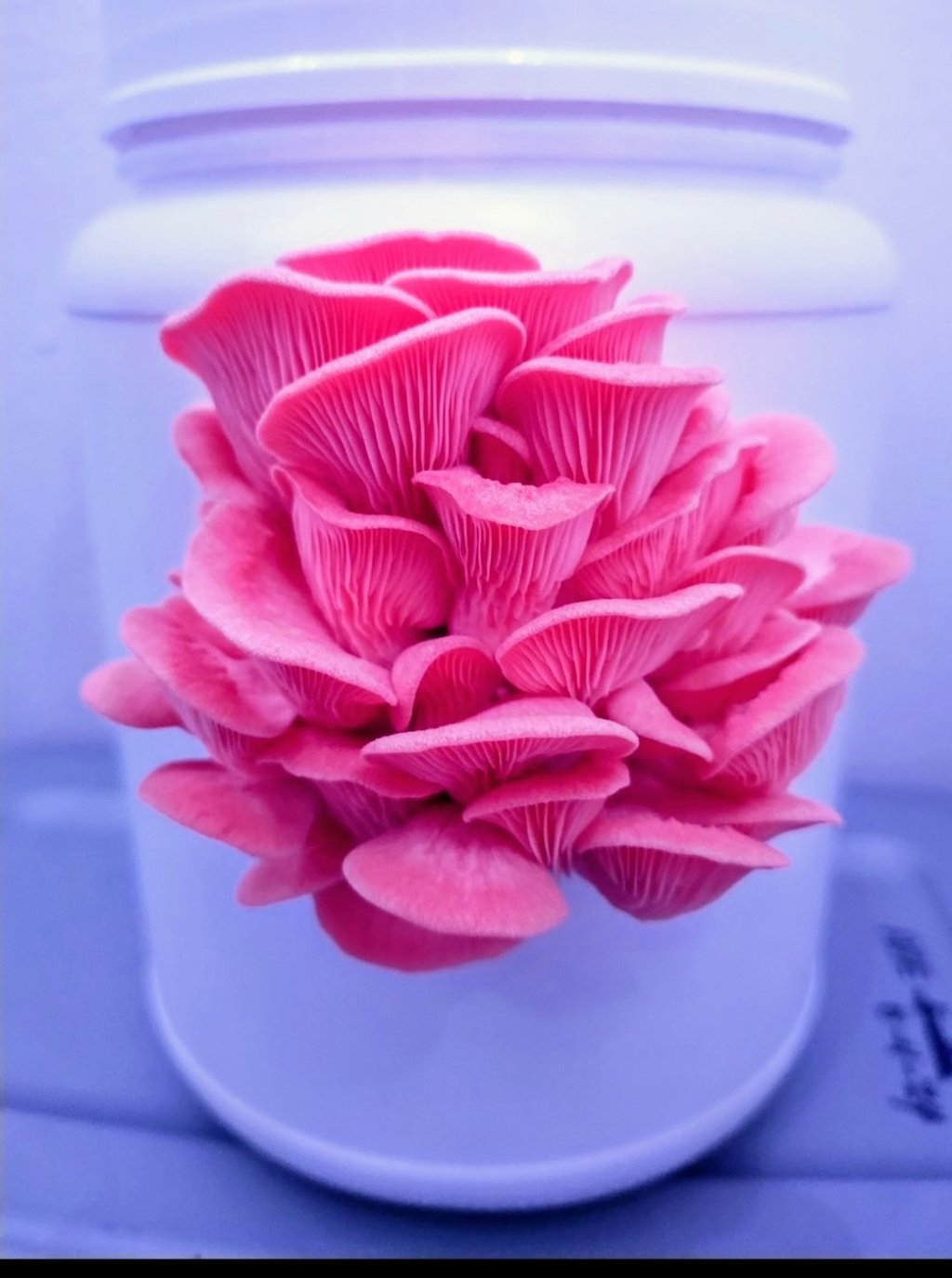 pink oyster mushroom