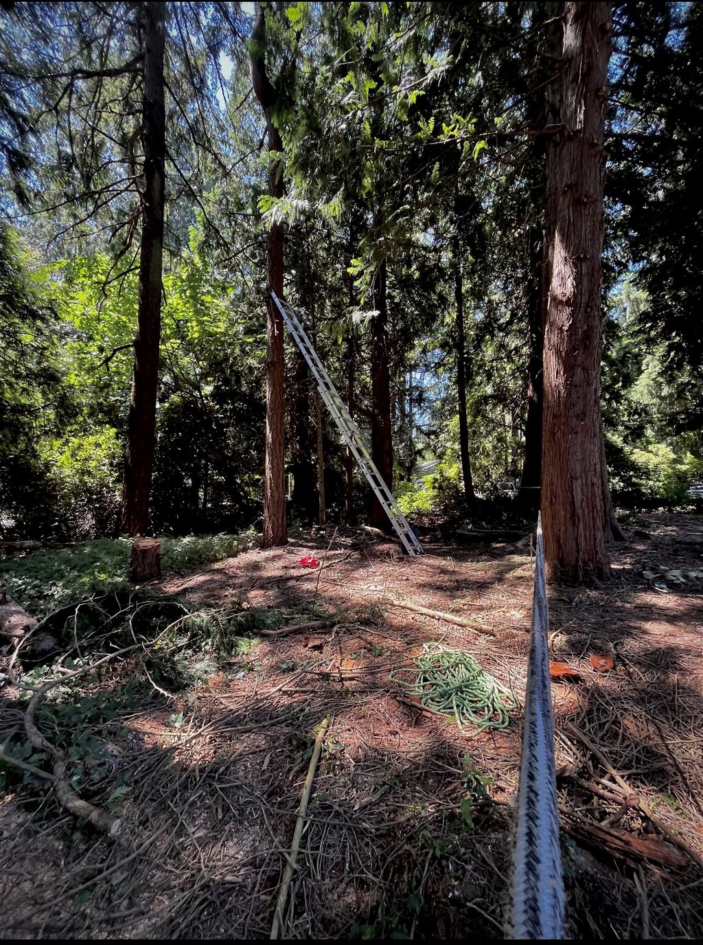 Tree felling with rigging in unincorporated King County in Woodinville near Duvall