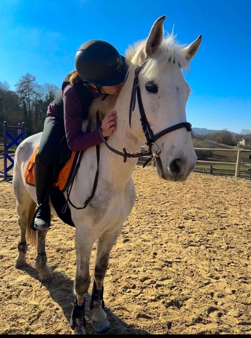 communication animale animal disparu animal perdu