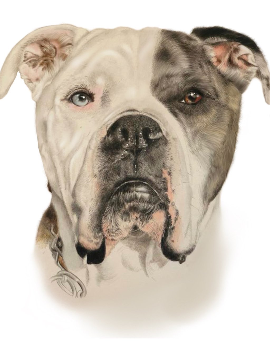 large dog, dog portrait, Jacob, blue eye, bull breeds pencil portrait