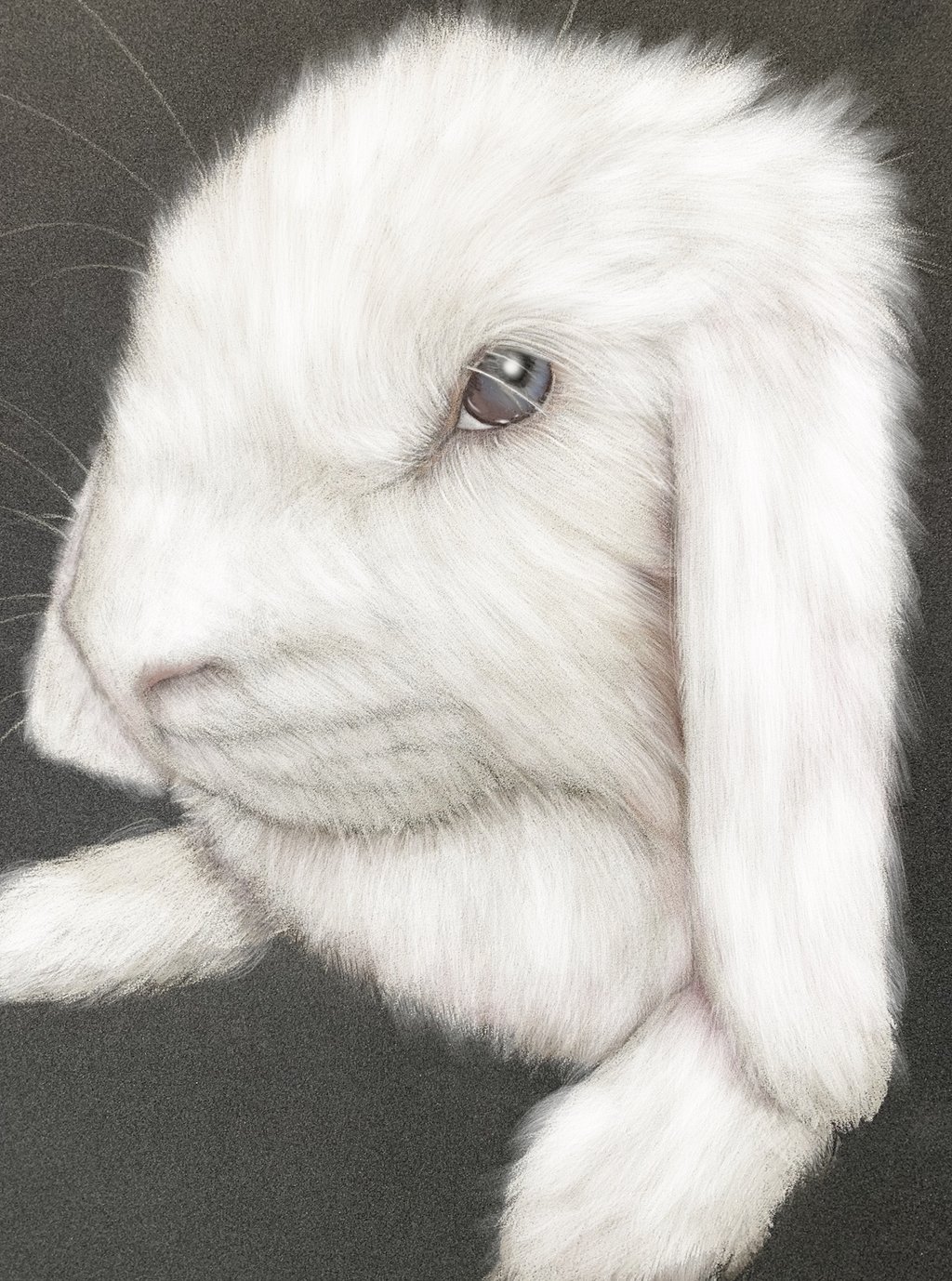 rabbit bunny pencil portrait white rabbit