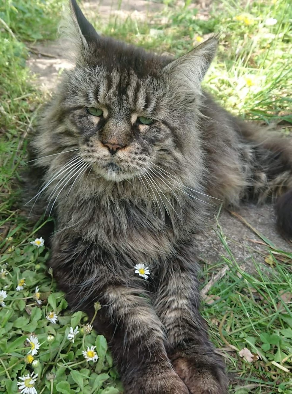 A majestic brown tabby Maine Coon cat lying in green grass with small white daisies.