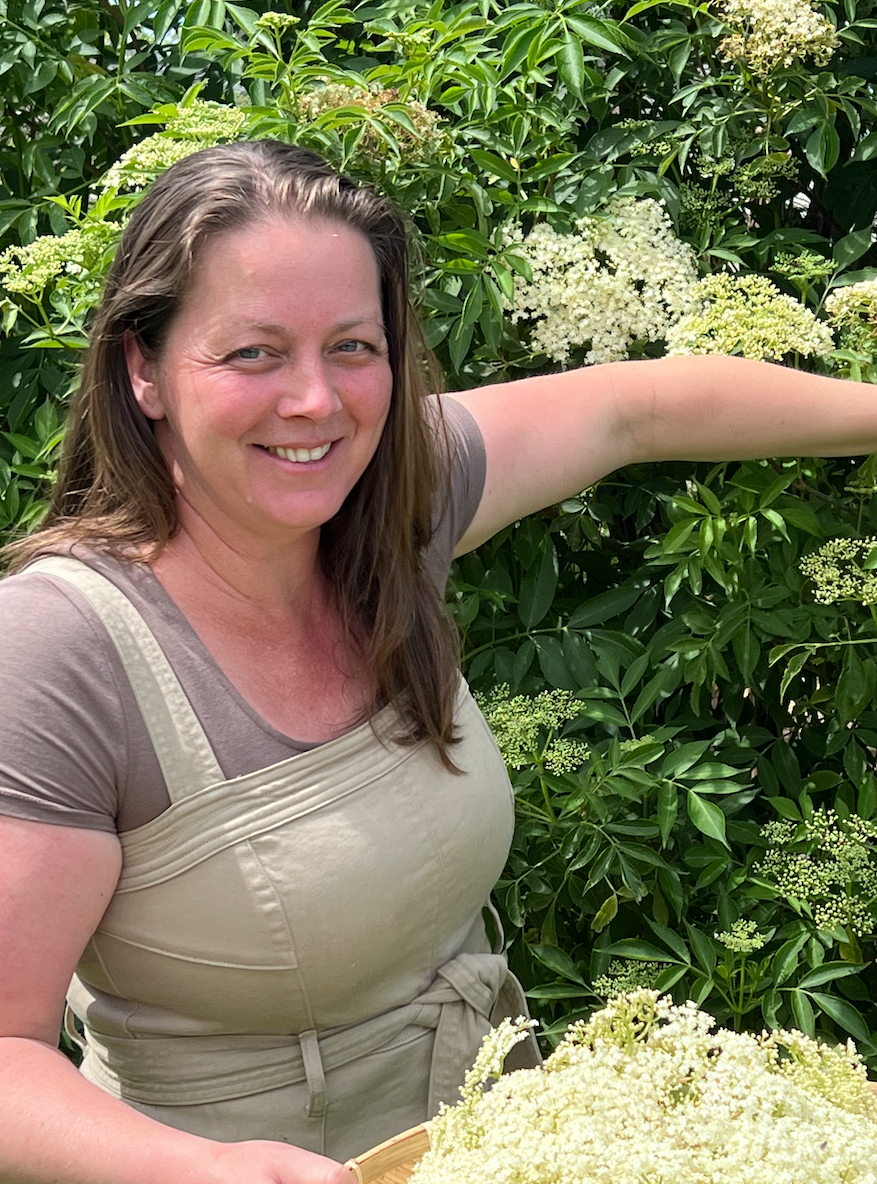 Herbalism in front of organic Elderflower bushes with a basket full of Elderflowers