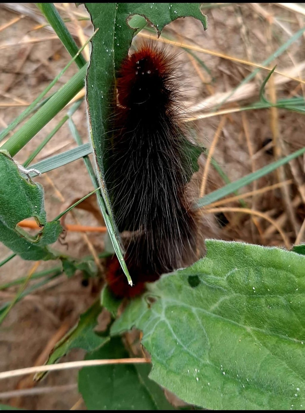 A fuzzy brown and black woolly bear caterpillar eating a green leaf in the grass.