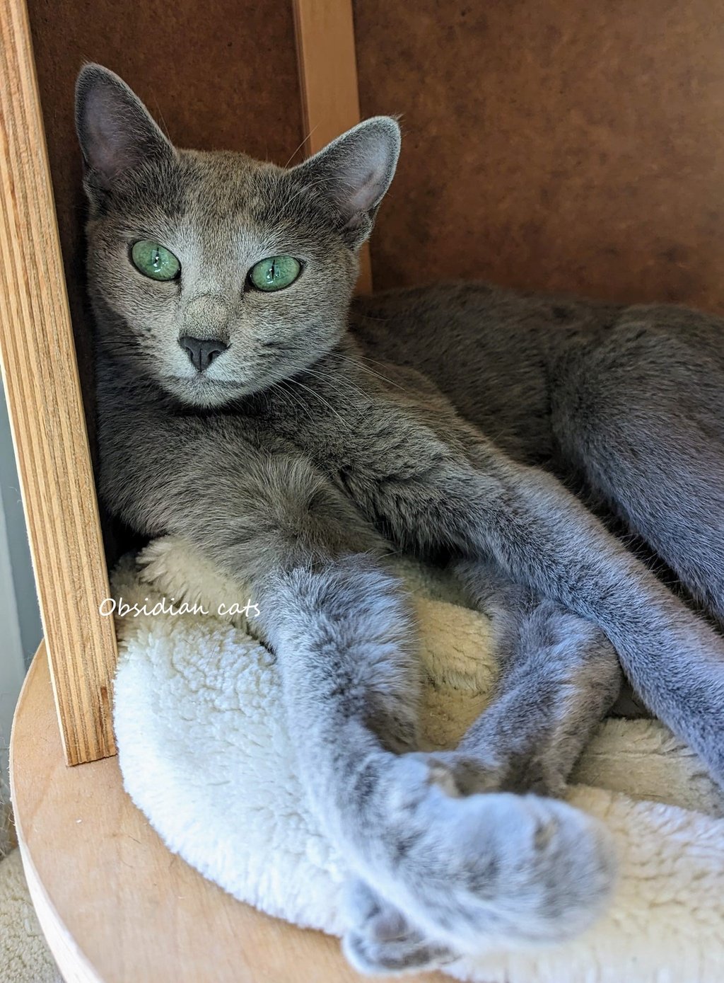 A Russian Blue cat with striking green eyes obsidian cats cattery france provence