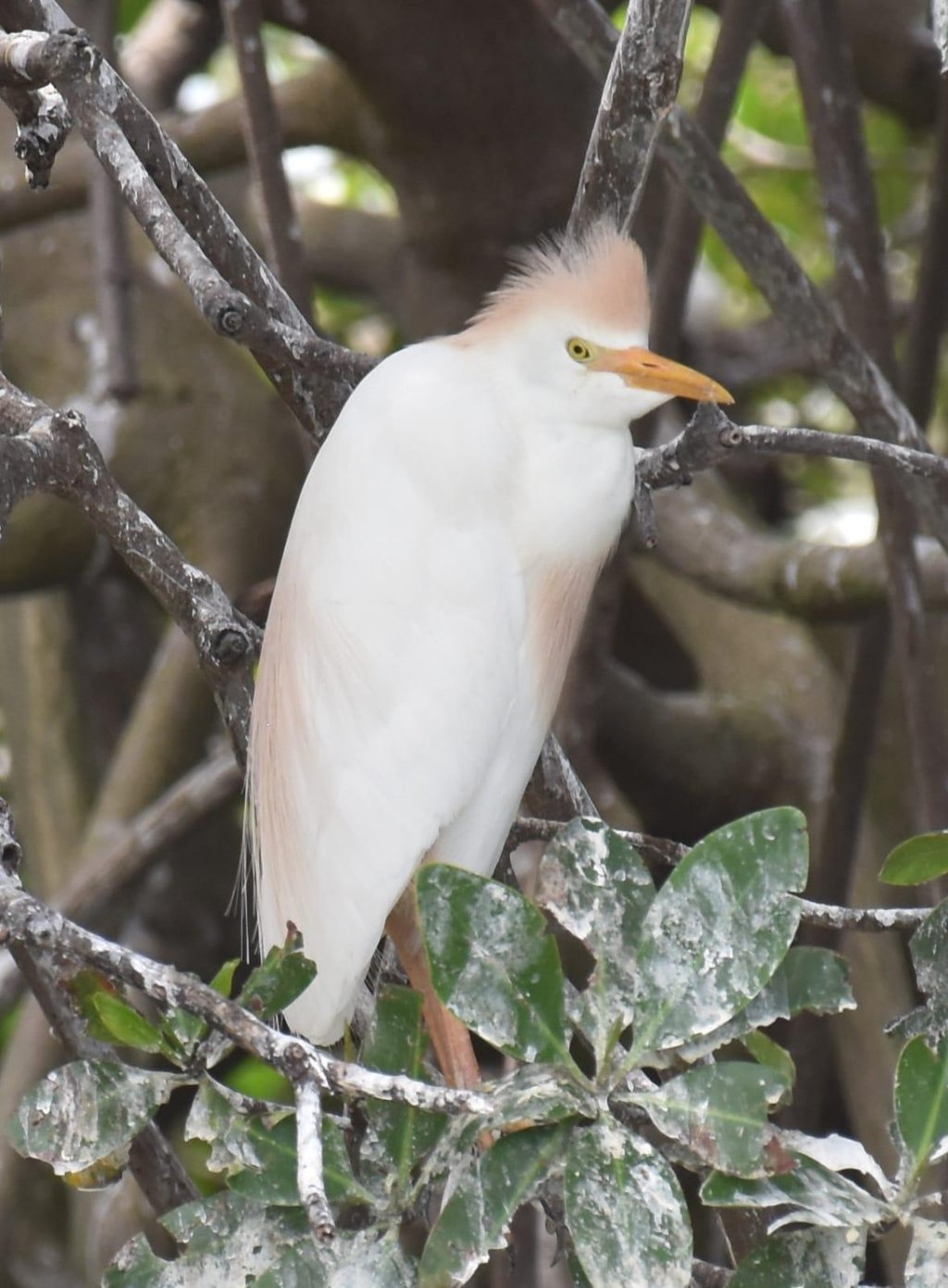 cattle heron in bardiya