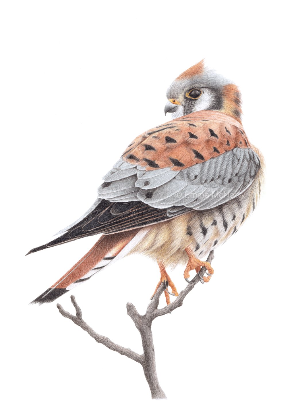 Detailed colored pencil drawing of an American Kestrel falcon perched on a branch.