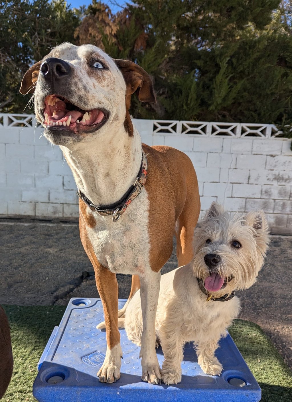 two dogs having fun at doggy day care, smiling, safe, happy, fun, positive, structured, energy, 