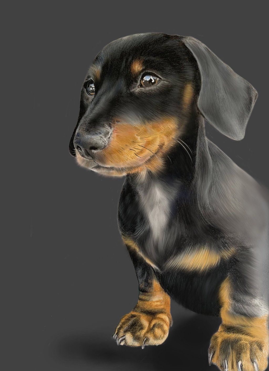 dachshund puppy dog art pet portrait pencil art