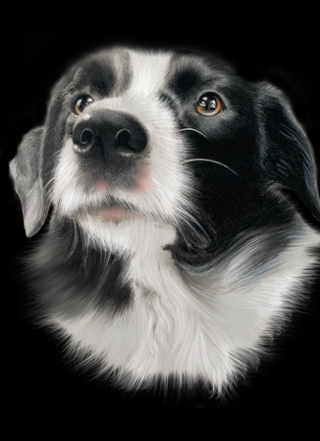border collie, pencil art, pet portrait, working dogs