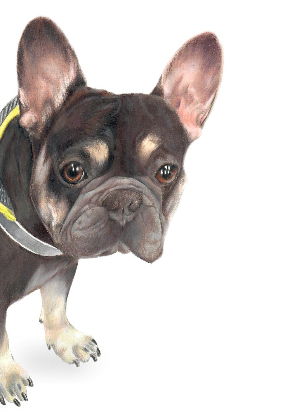 French bulldog, memorial, pencil portrait, pet art