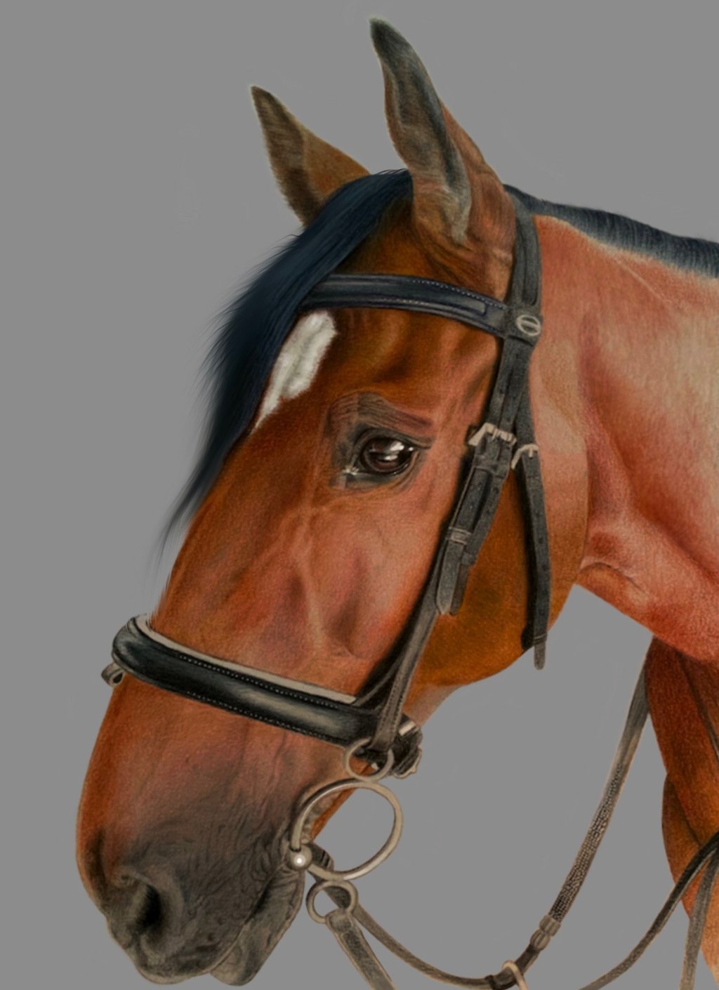 horse, show, tack, show tack, equestrian art horse portrait, 