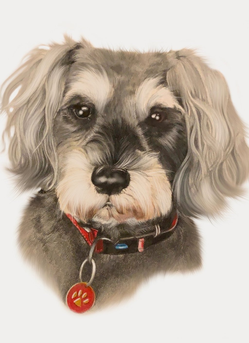 portrait art pet portrait schnauzer beautiful puppy