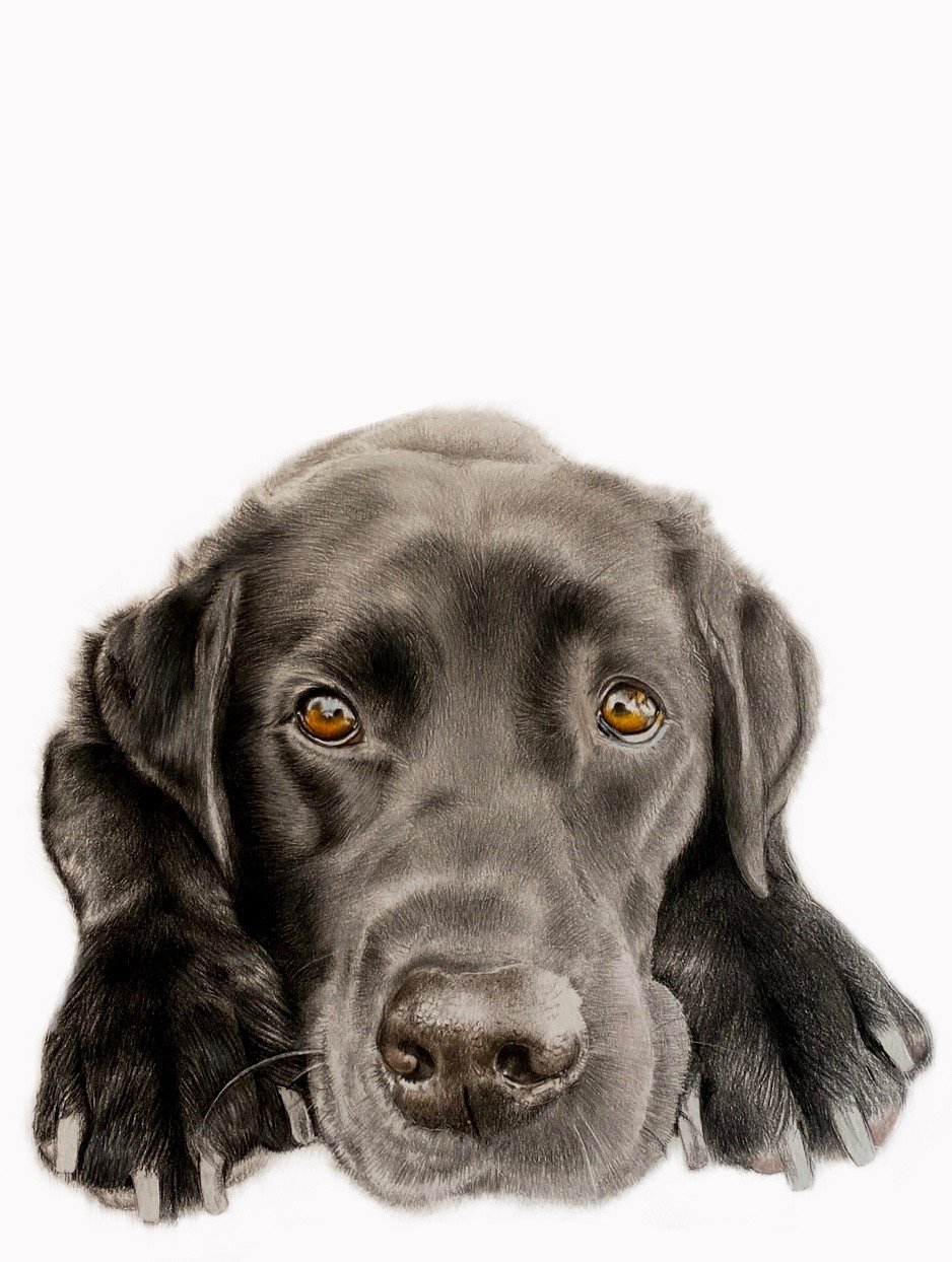black lab Labrador dog pet portrait sad eyes beautiful dog pencil portrait memorial art